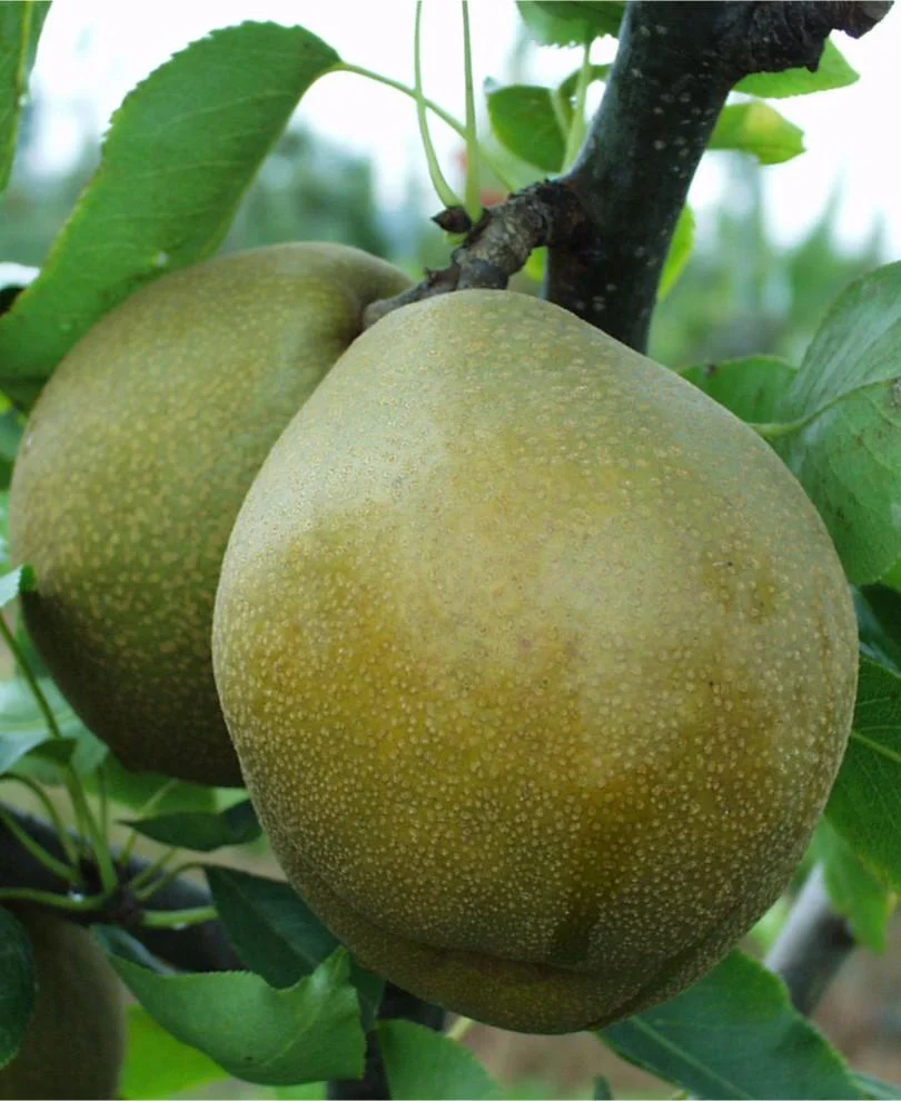 Mishirasu Asian Pear