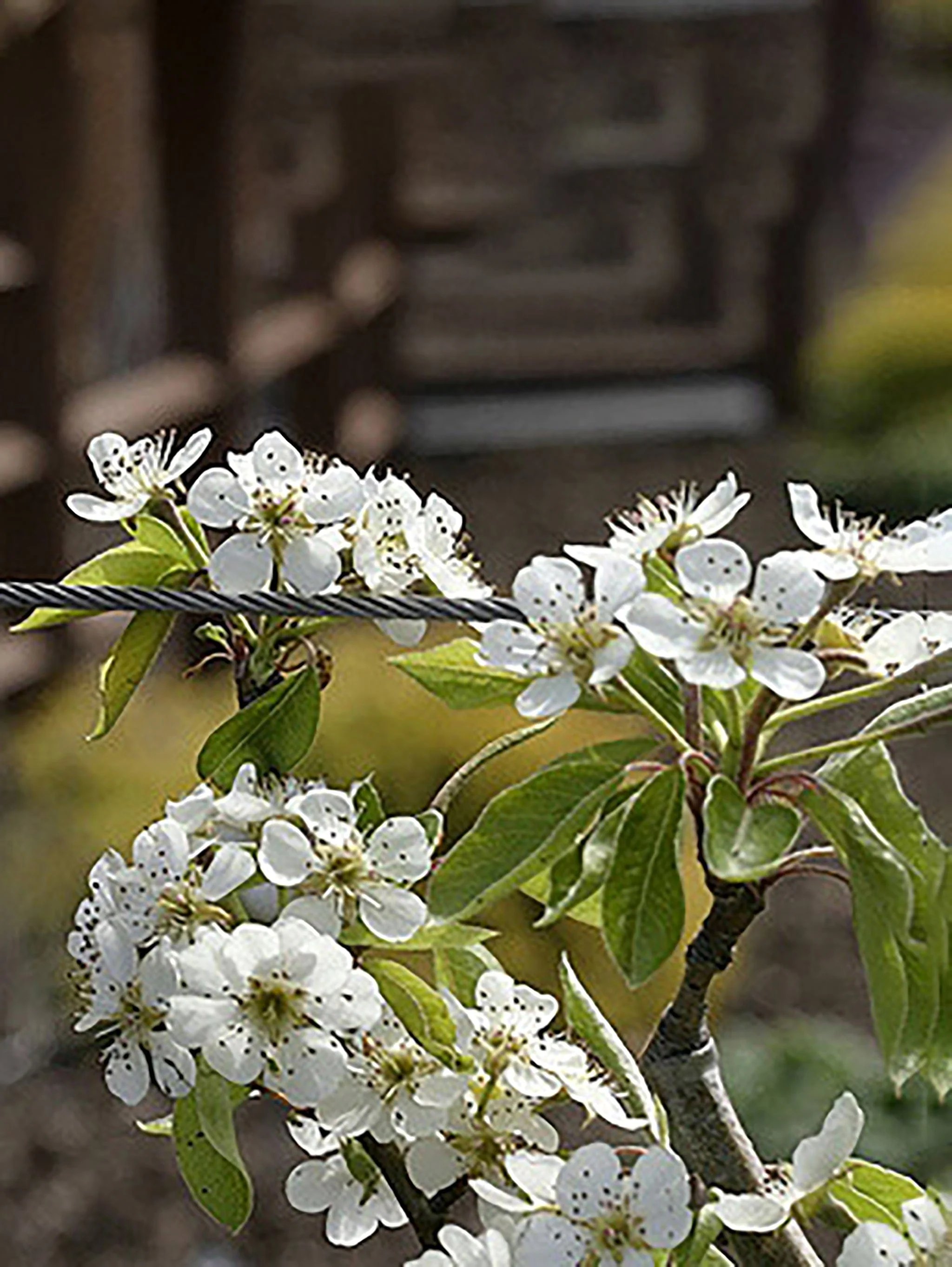 Moonglow Pear - Image 2