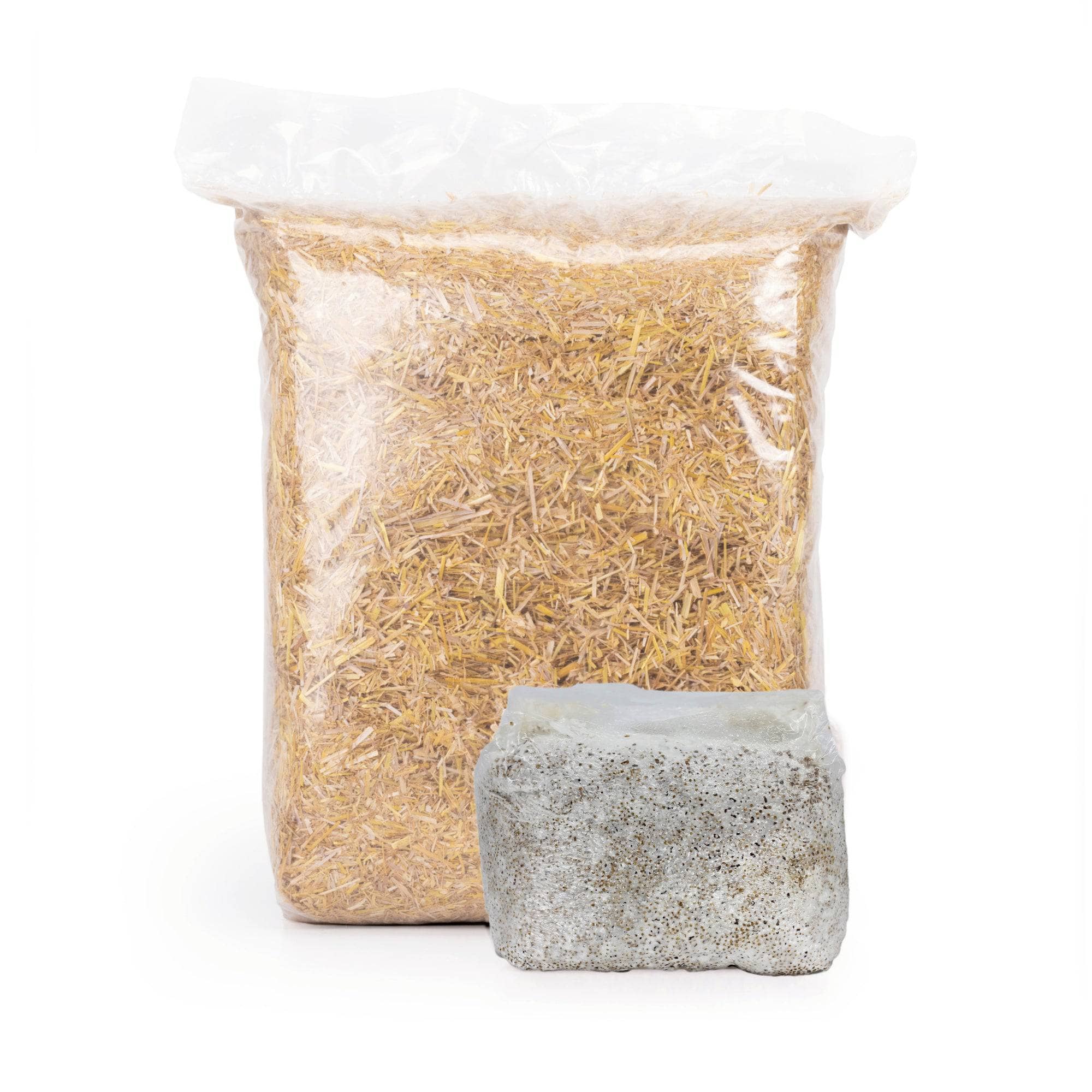 'MushBucket' Blue Oyster Mushroom Bucket Grow Kit - Image 3