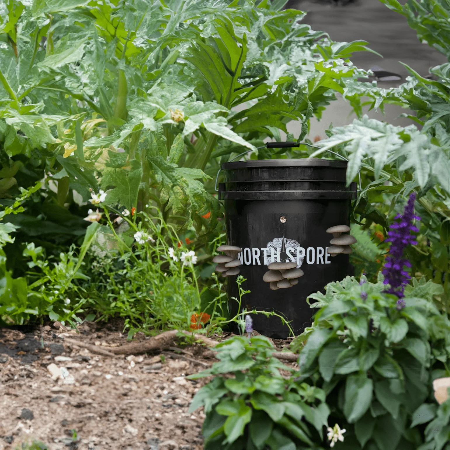 'MushBucket' Blue Oyster Mushroom Bucket Grow Kit - Image 4