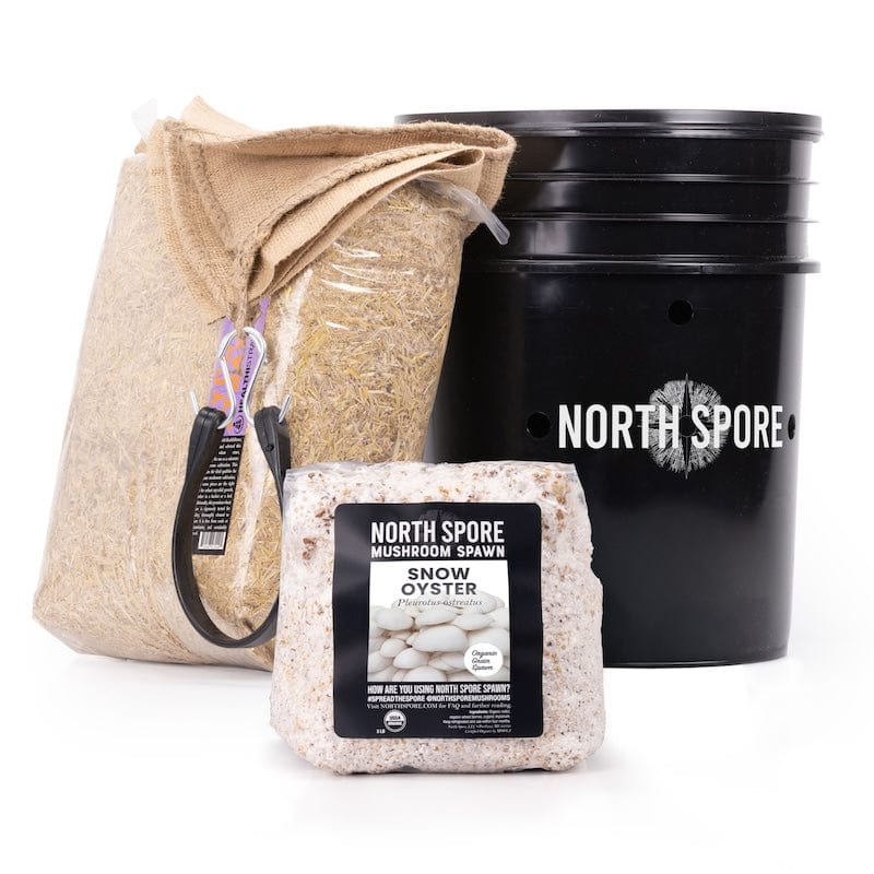 'MushBucket' Blue Oyster Mushroom Bucket Grow Kit - Image 8