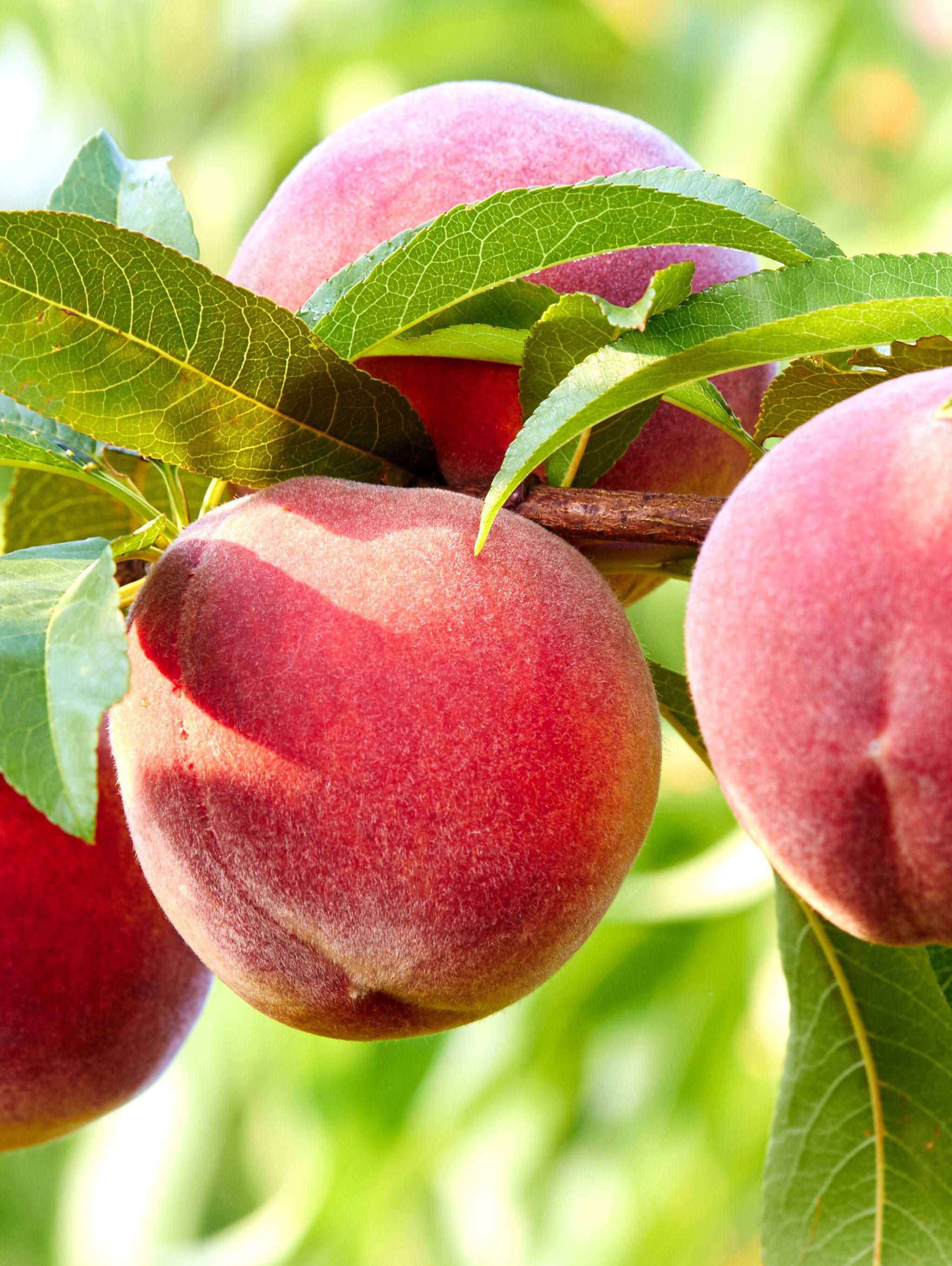 Nanaimoâ„¢ Peach