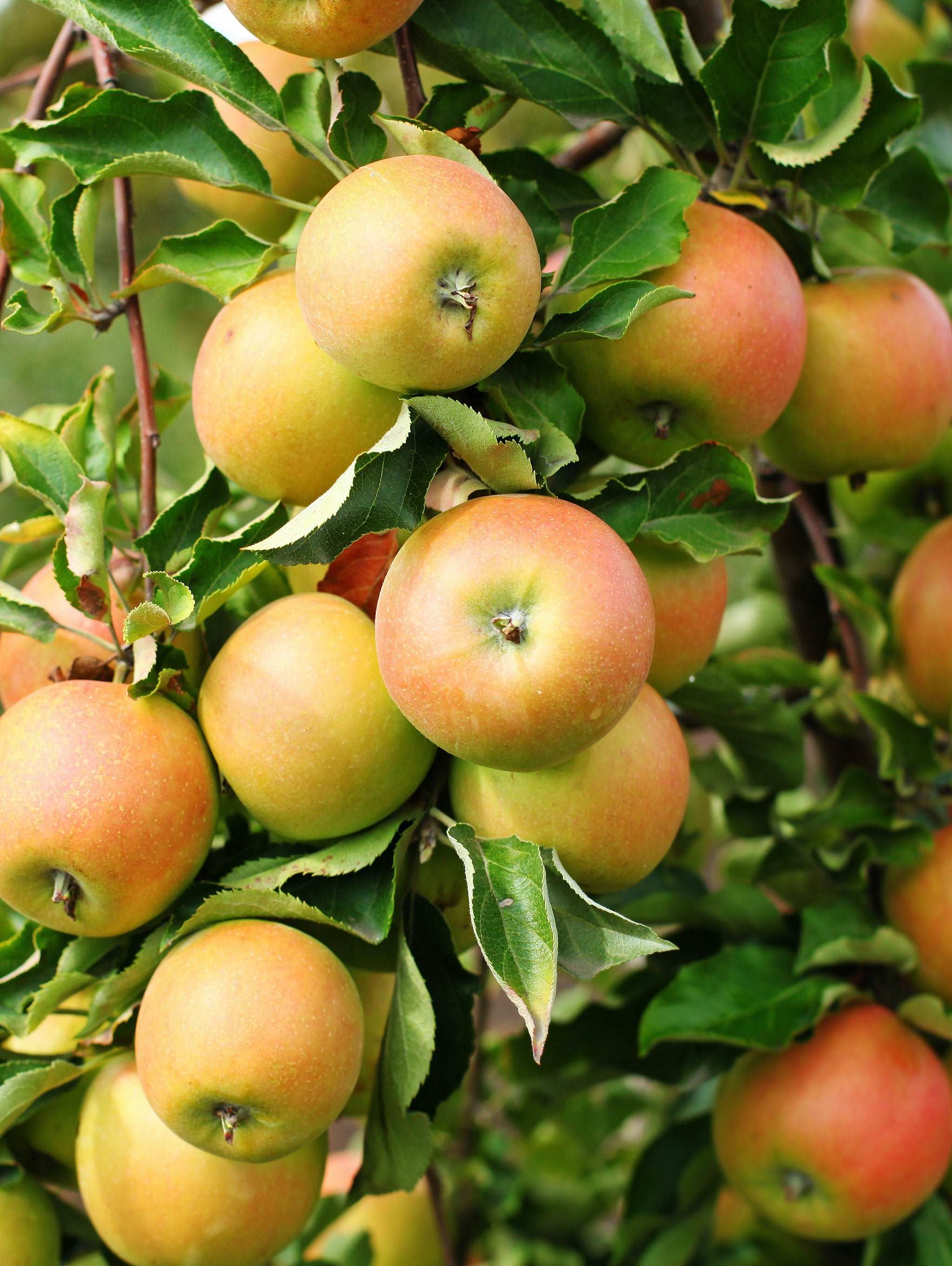 Newtown Pippin Apple