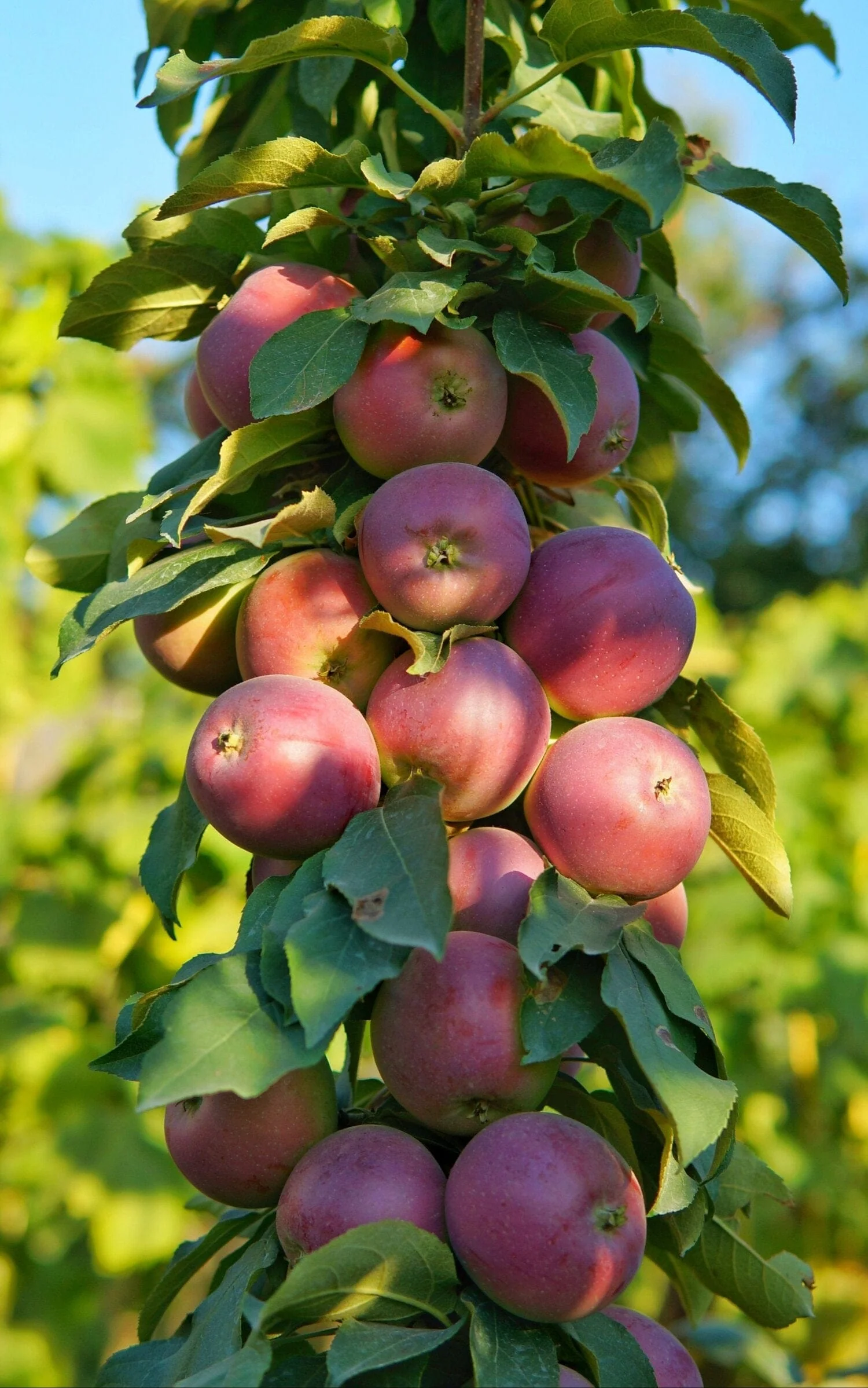 North Pole Columnar Apple