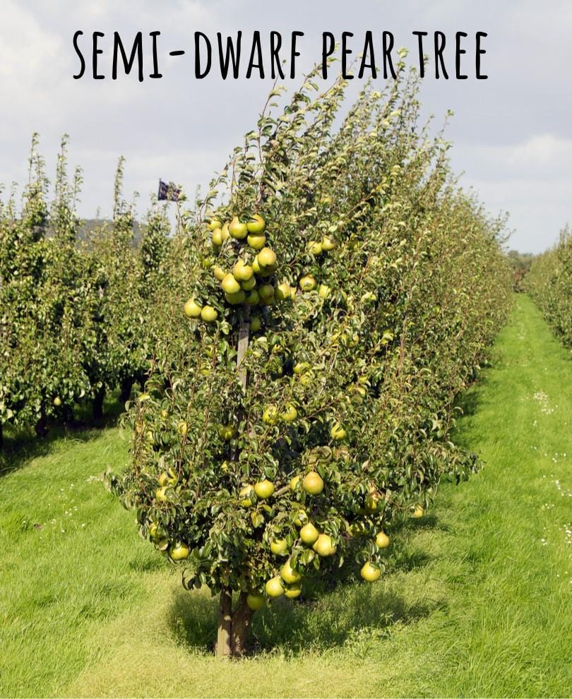 Nye Russet Barlett European Pear