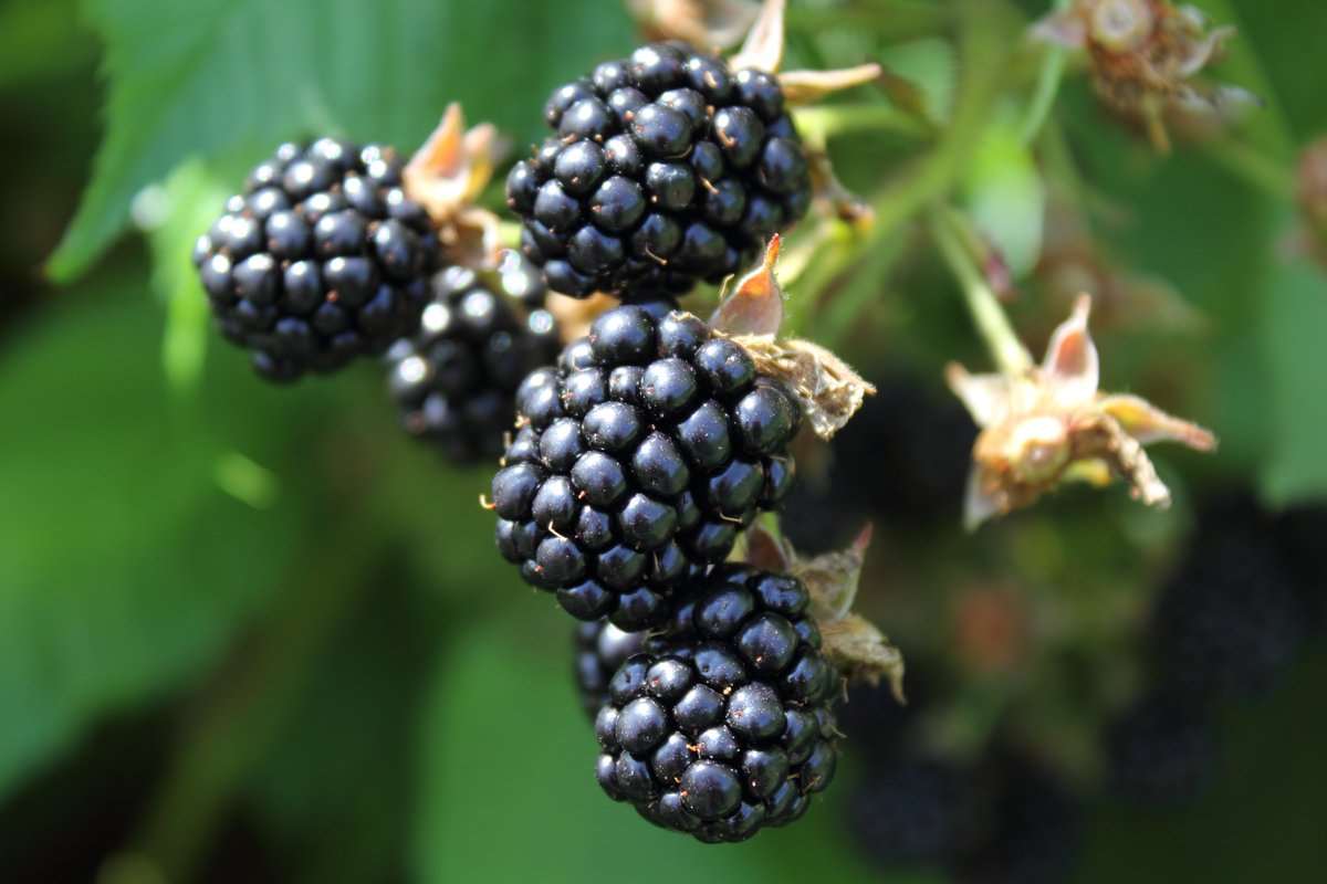 Olympic Berry - Image 3