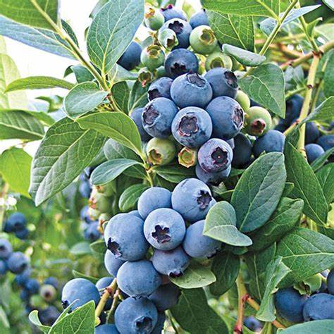 O'Neal Blueberry