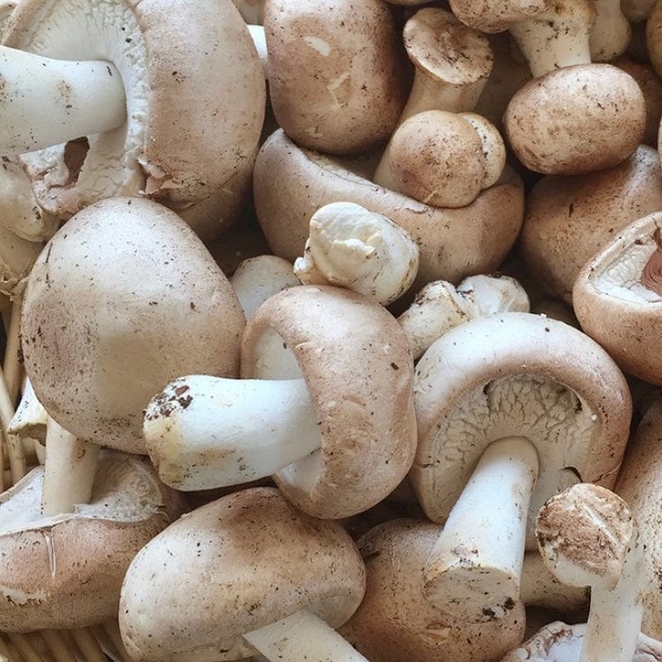 Organic Almond Agaricus Mushroom Sawdust Spawn - Image 3