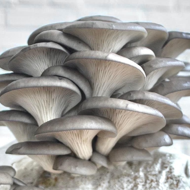 Organic Blue Oyster Mushroom Grow Kit Fruiting Block - Image 3