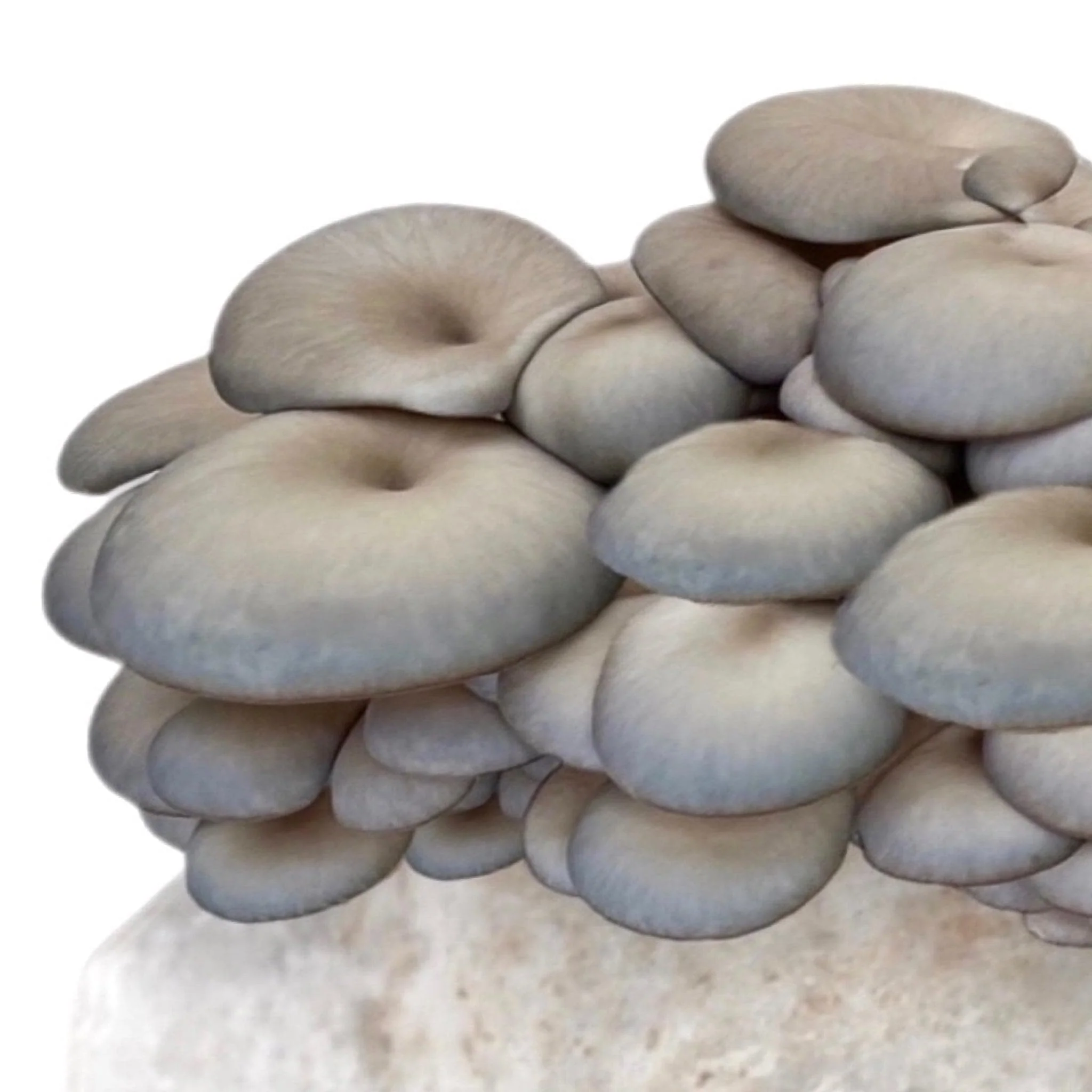 Organic Blue Oyster Mushroom Grow Kit Fruiting Block - Image 4