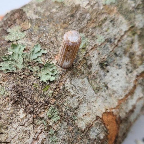 Organic Blue Oyster Mushroom Outdoor Log Growing Kit - Image 3
