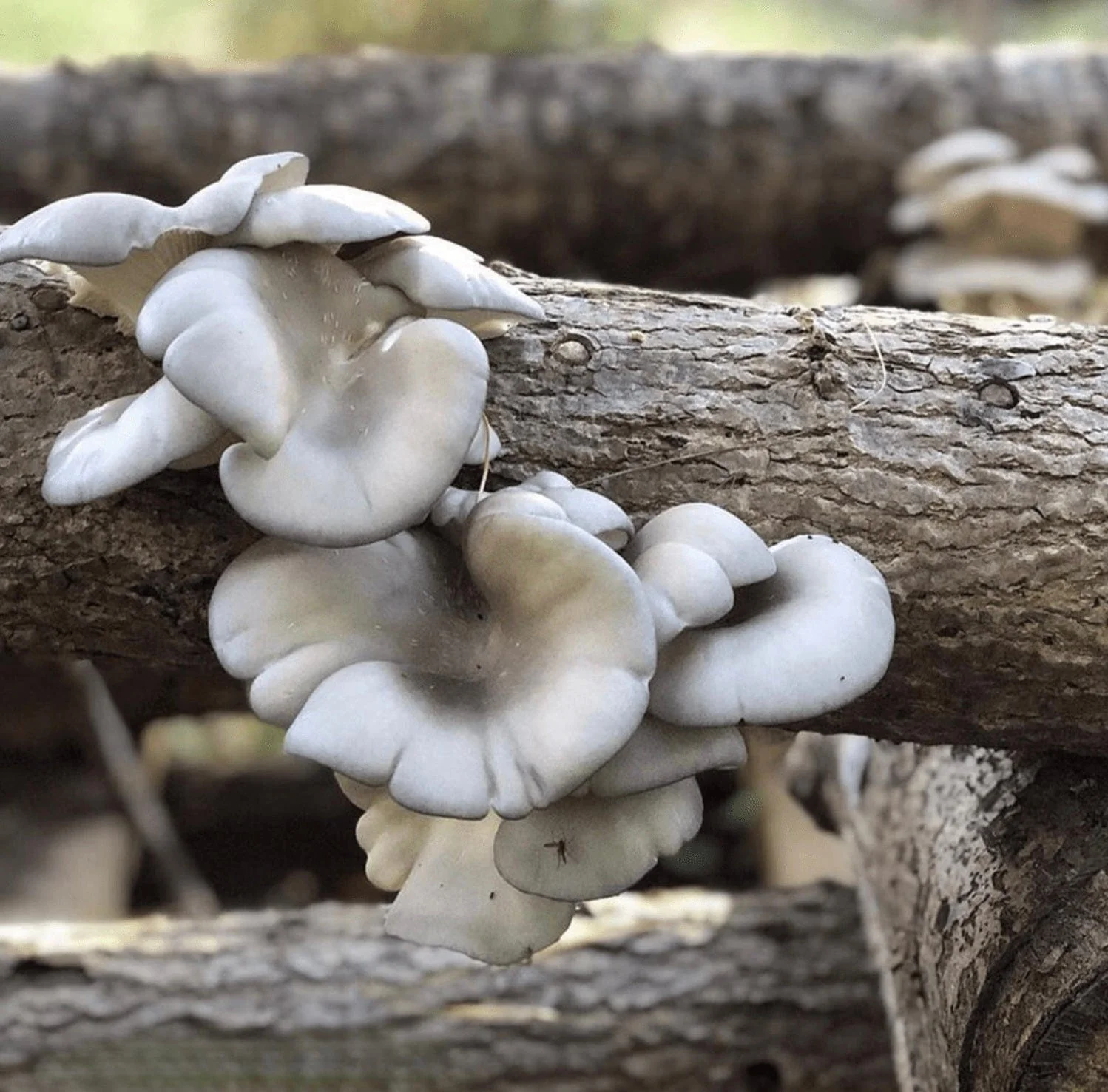 Organic Blue Oyster Mushroom Sawdust Spawn - Image 2