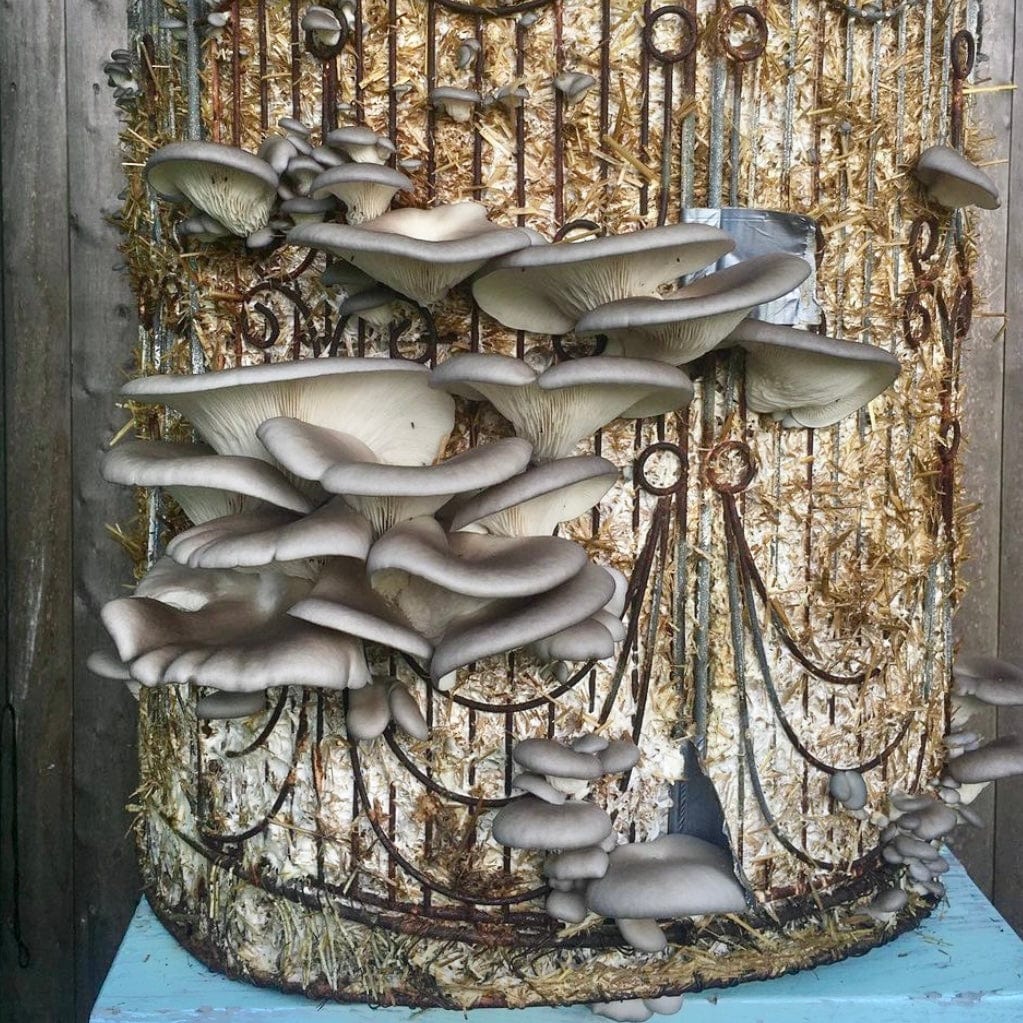 Organic Blue Oyster Mushroom Sawdust Spawn - Image 3