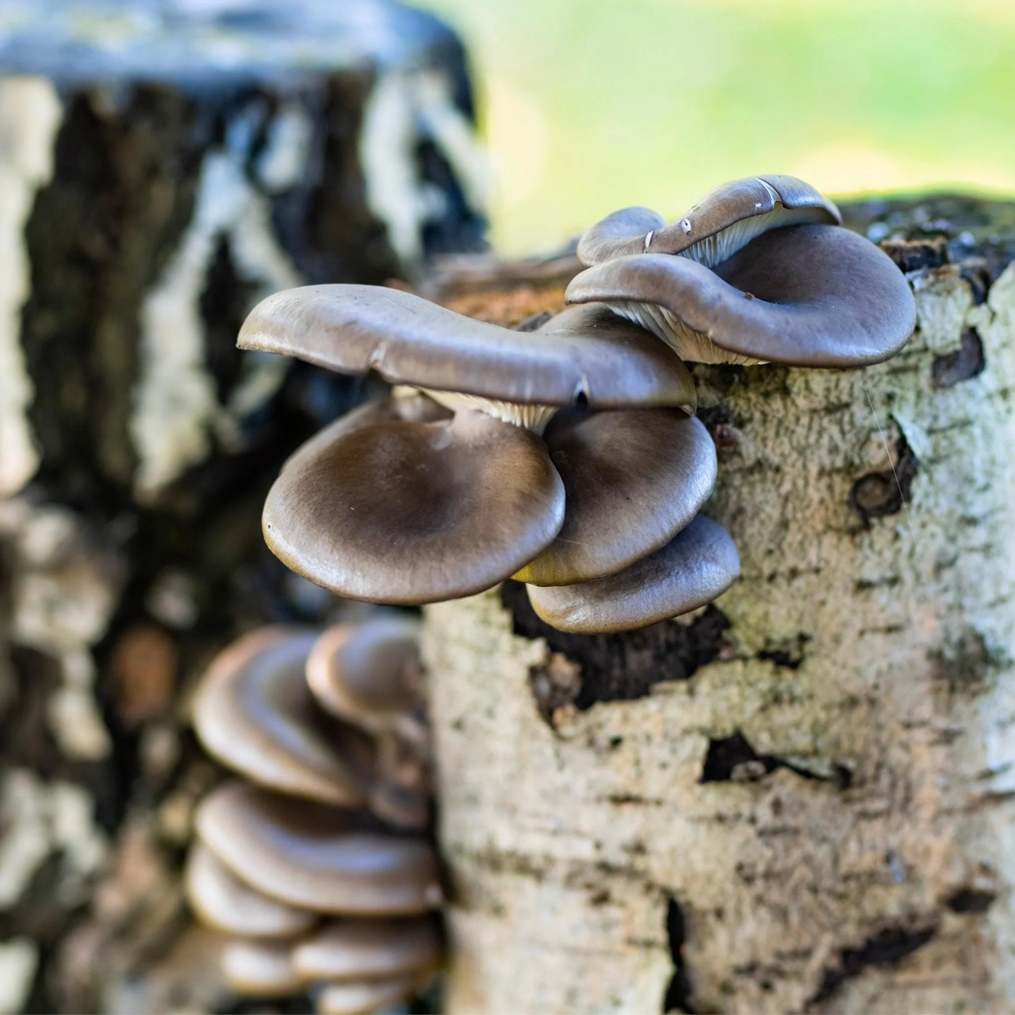 Organic Blue Oyster Mushroom Sawdust Spawn - Image 4