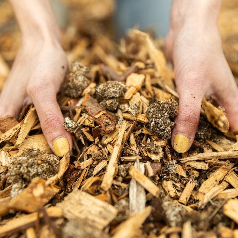 Organic Blue Oyster Mushroom Sawdust Spawn - Image 5