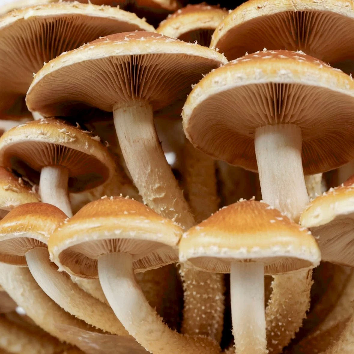 Organic Chestnut Mushroom Grow Kit Fruiting Block - Image 2