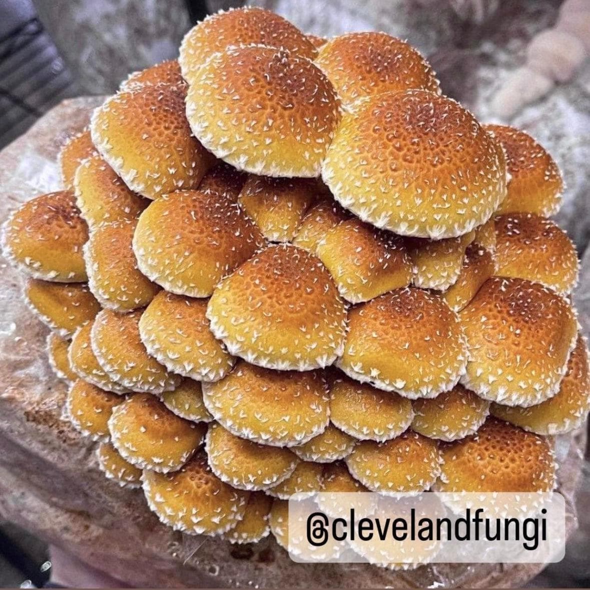 Organic Chestnut Mushroom Grow Kit Fruiting Block - Image 3