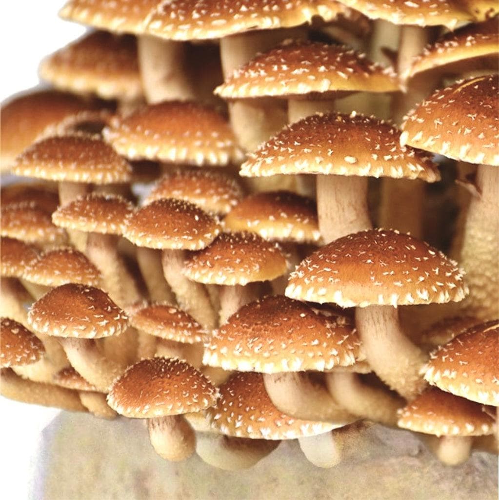 Organic Chestnut Mushroom Grow Kit Fruiting Block - Image 4