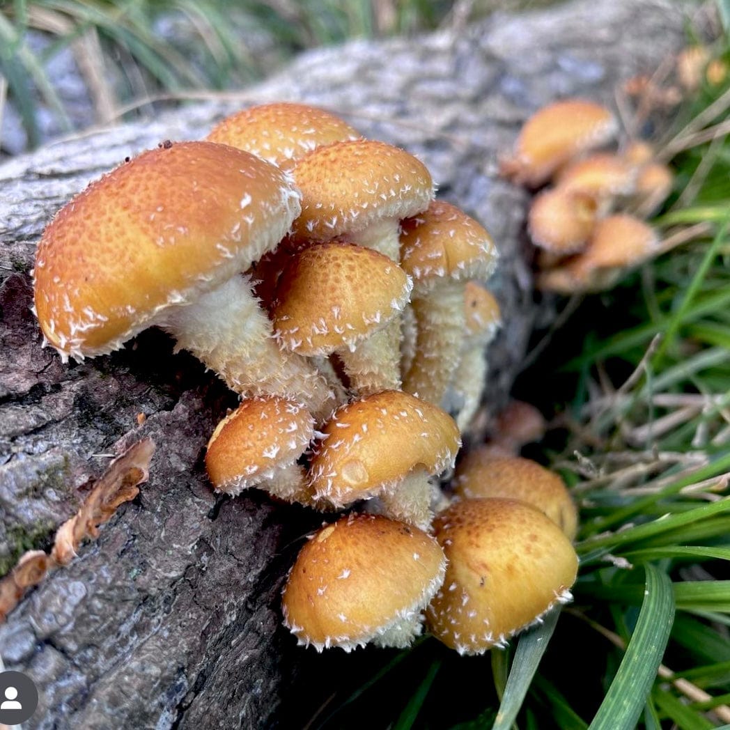 Organic Chestnut Mushroom Outdoor Log Kit - Image 2
