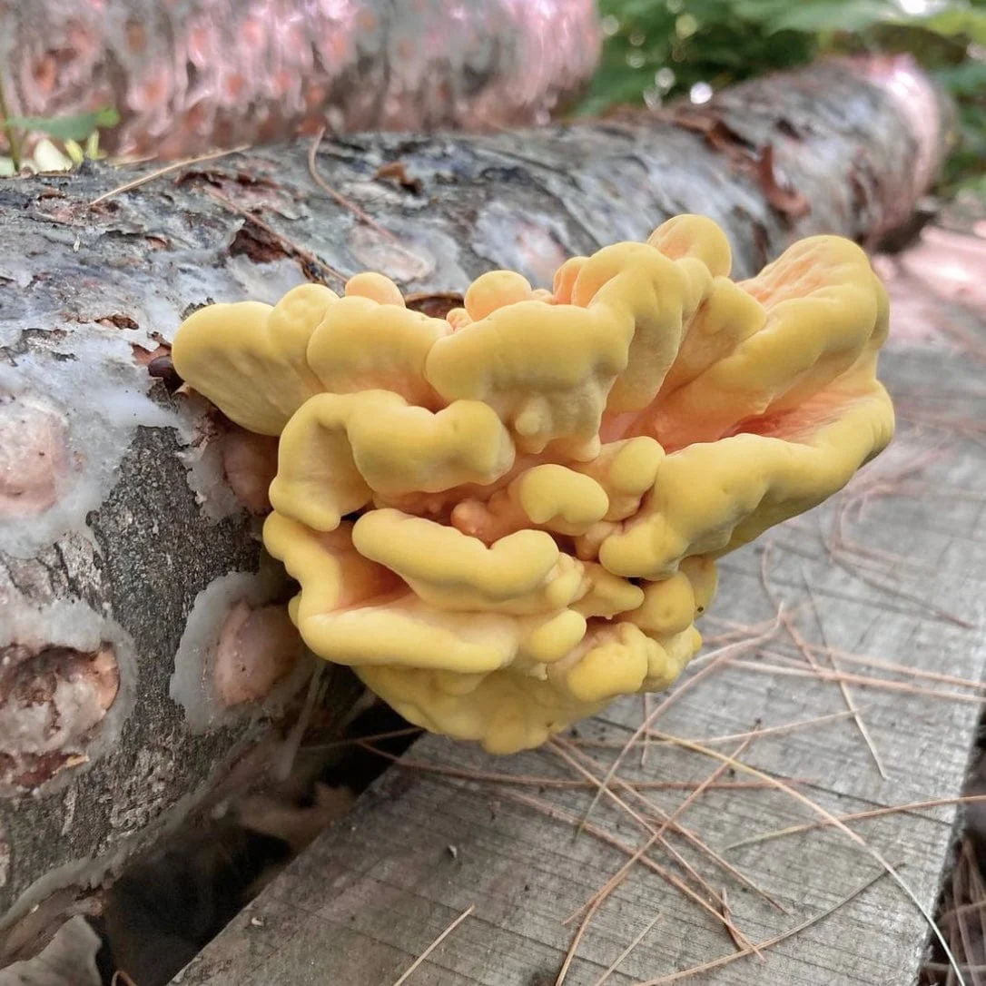 Organic Chicken of the Woods Mushroom Outdoor Log Kit - Image 2