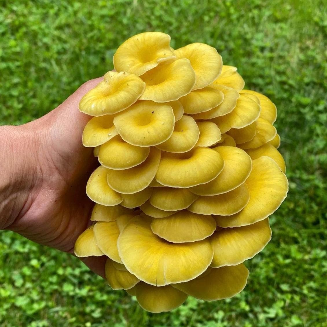 Organic Golden Oyster Mushroom Grow Kit Fruiting Block - Image 3
