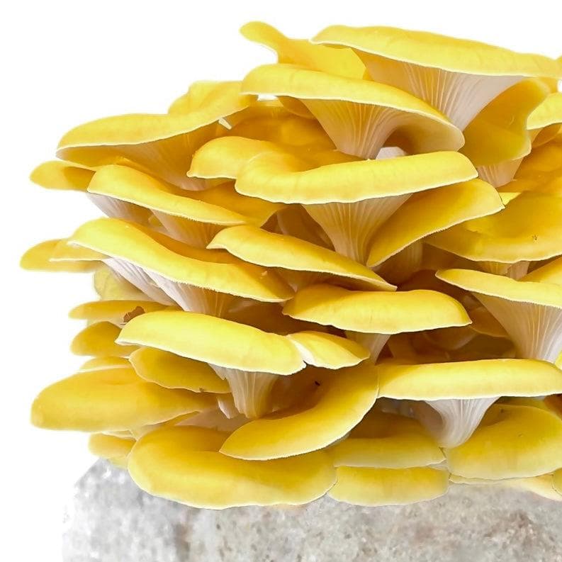 Organic Golden Oyster Mushroom Grow Kit Fruiting Block - Image 4