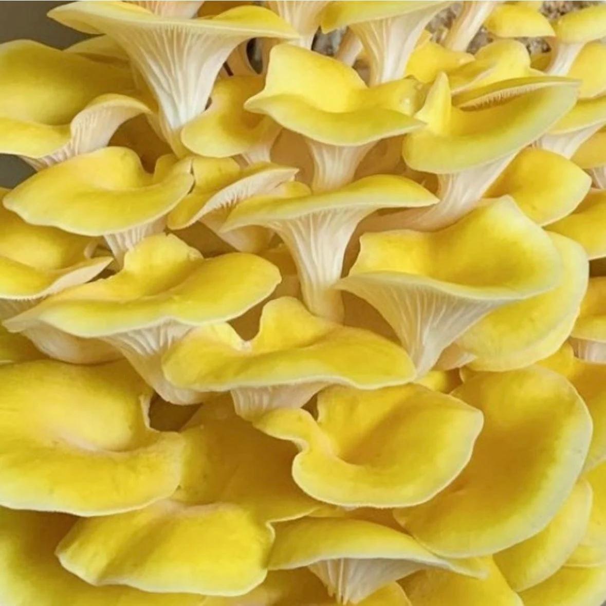 Organic Golden Oyster ‘Spray & Grow’ Mushroom Growing Kit - Image 2