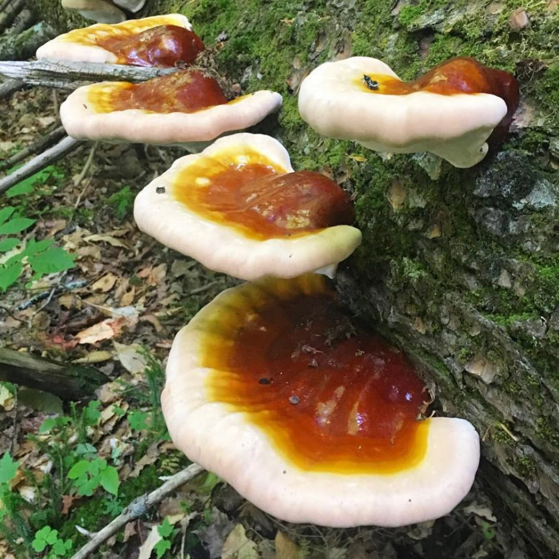 Organic Hemlock Reishi Mushroom Outdoor Log Growing Kit - Image 2