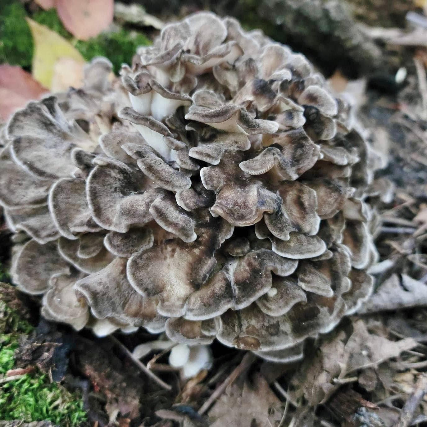 Organic Hen of the Woods (Maitake) Outdoor Log Growing Kit - Image 2