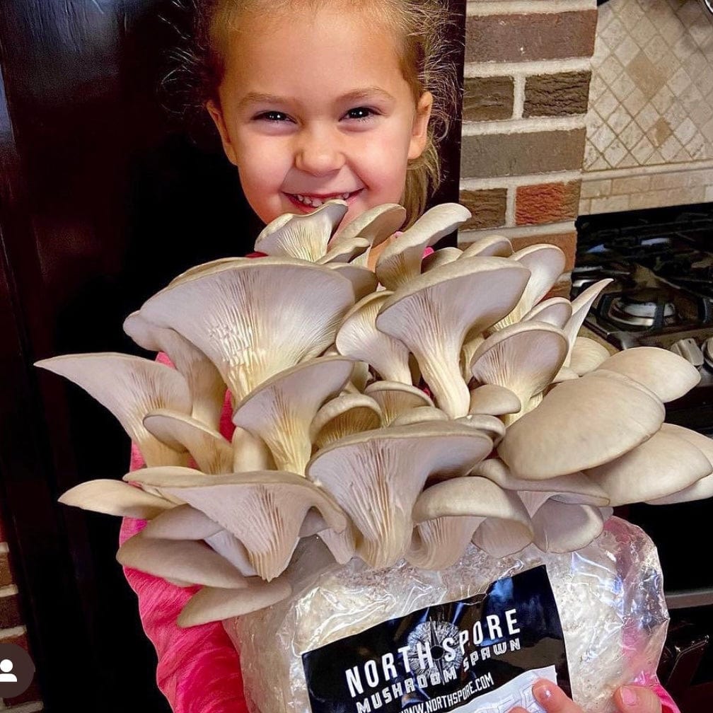 Organic Italian Oyster Mushroom Grow Kit Fruiting Block - Image 3