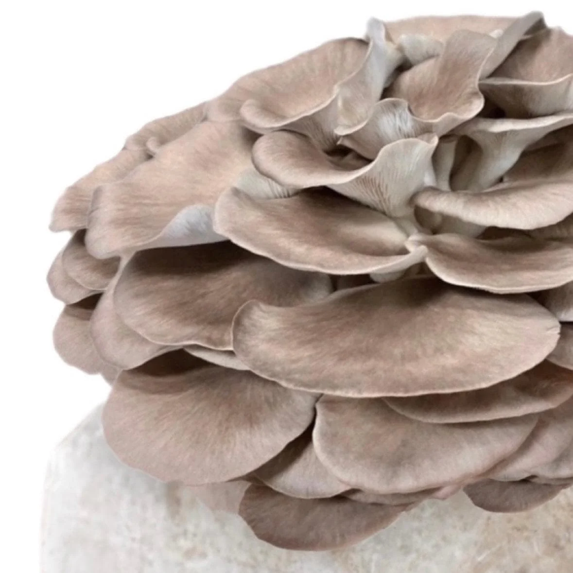 Organic Italian Oyster Mushroom Grow Kit Fruiting Block - Image 4