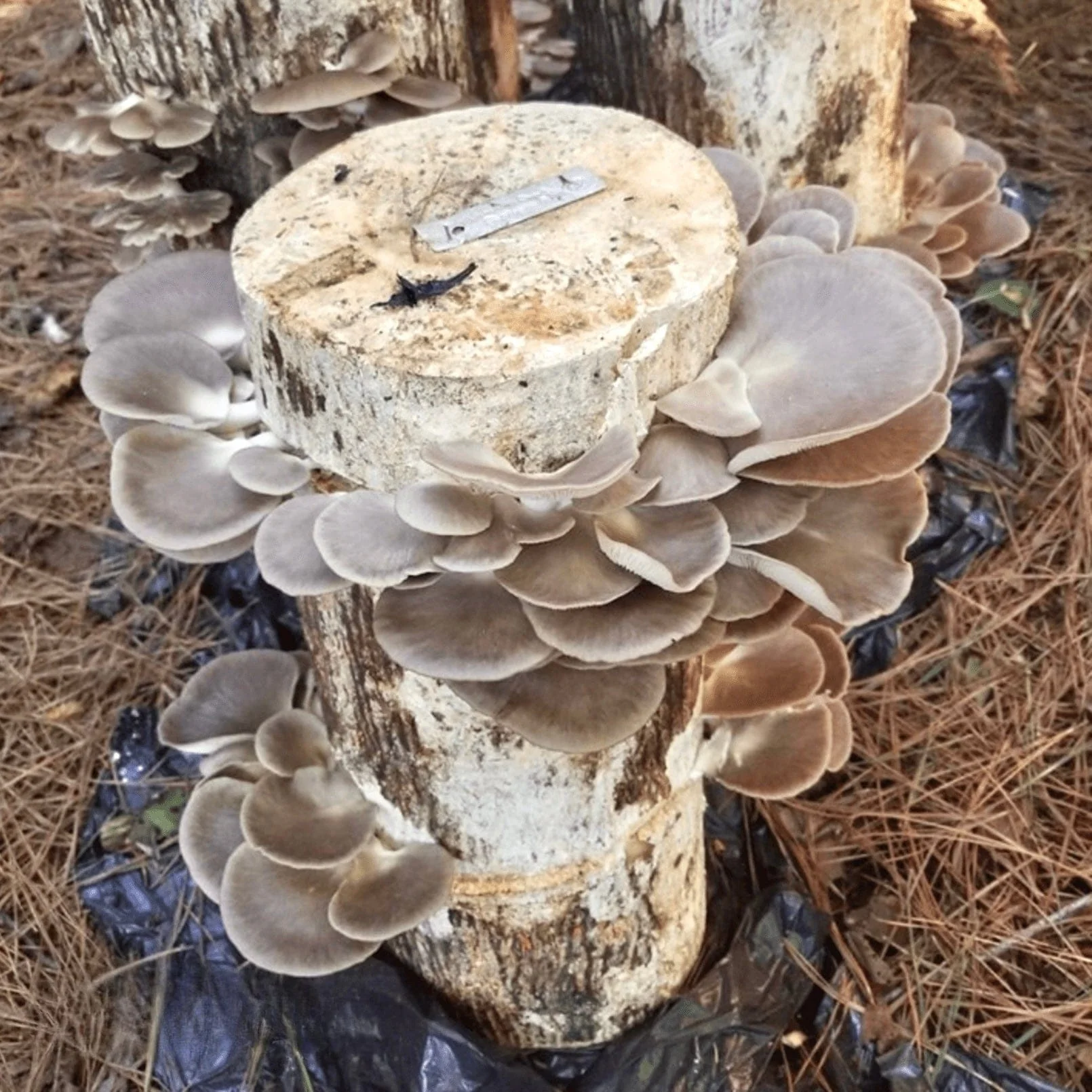 Organic Italian Oyster Mushroom Outdoor Log Growing Kit - Image 2