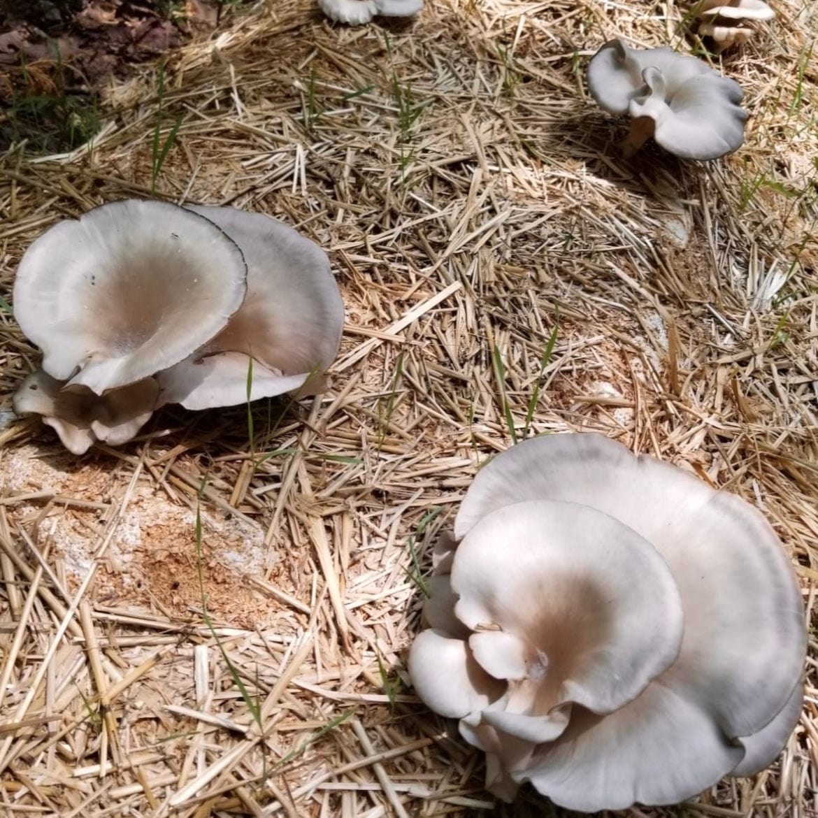 Organic Italian Oyster Mushroom Sawdust Spawn - Image 3