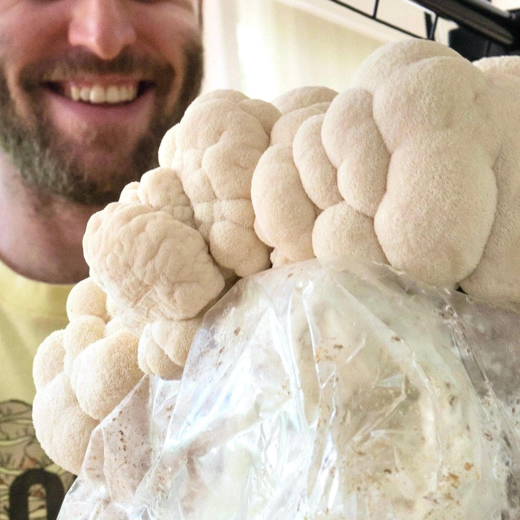Organic Lion's Mane Mushroom Grow Kit Fruiting Block - Image 3
