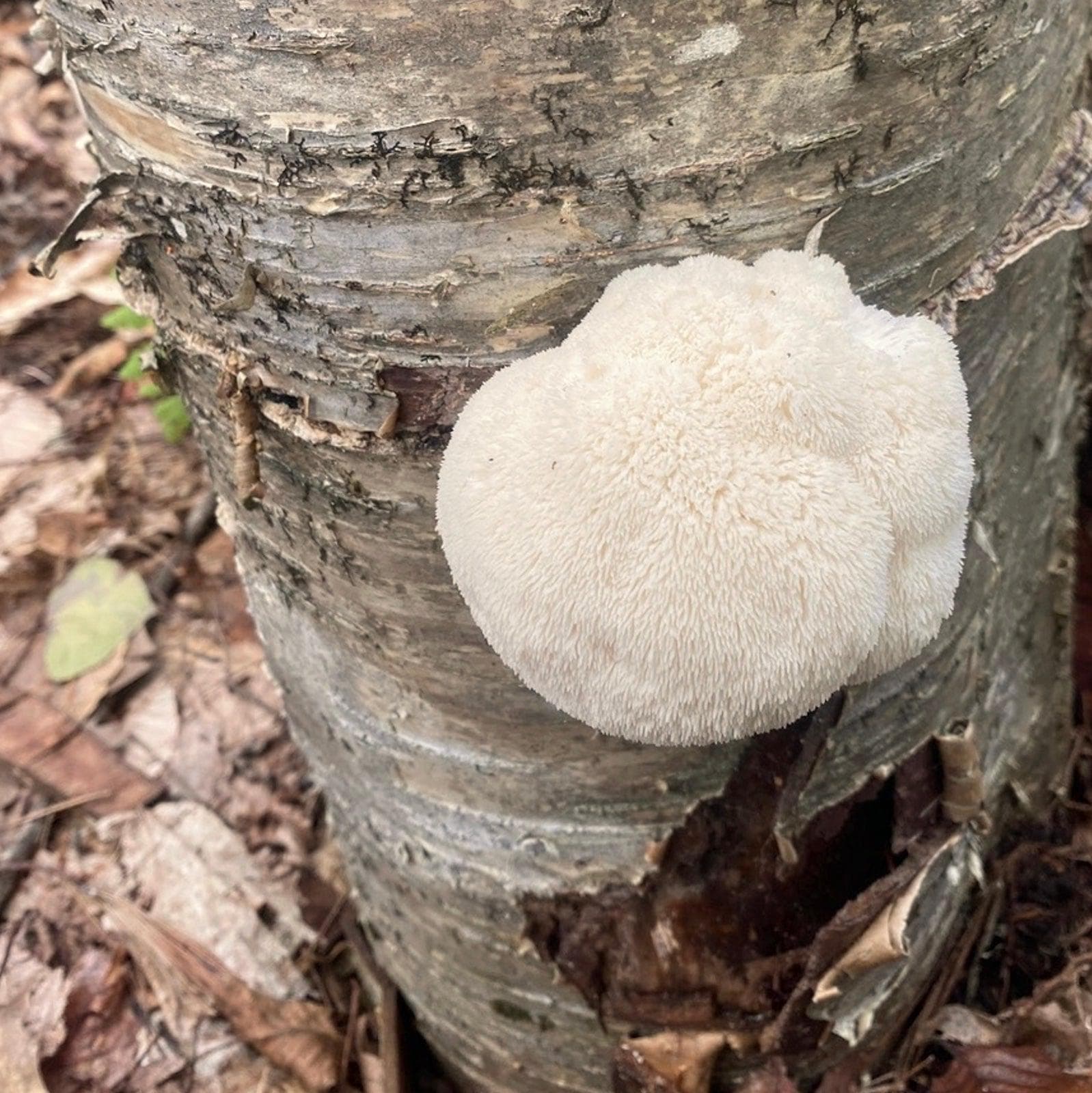 Organic Lion's Mane Mushroom Outdoor Log Growing Kit - Image 2