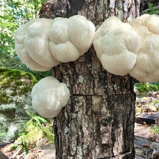 Organic Lion's Mane Mushroom Sawdust Spawn - Image 2