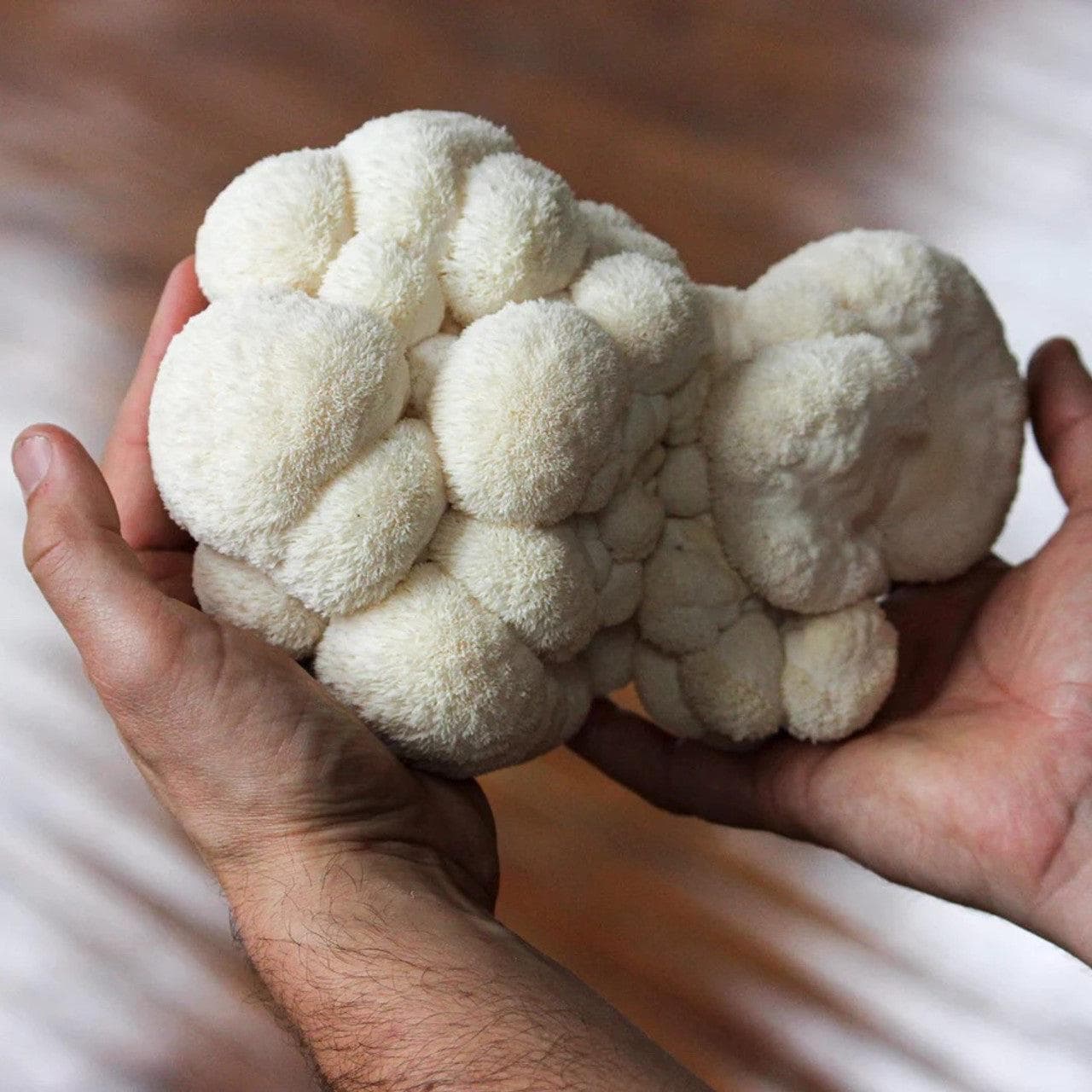 Organic Lion's Mane âSpray & Growâ Mushroom Growing Kit - Image 3