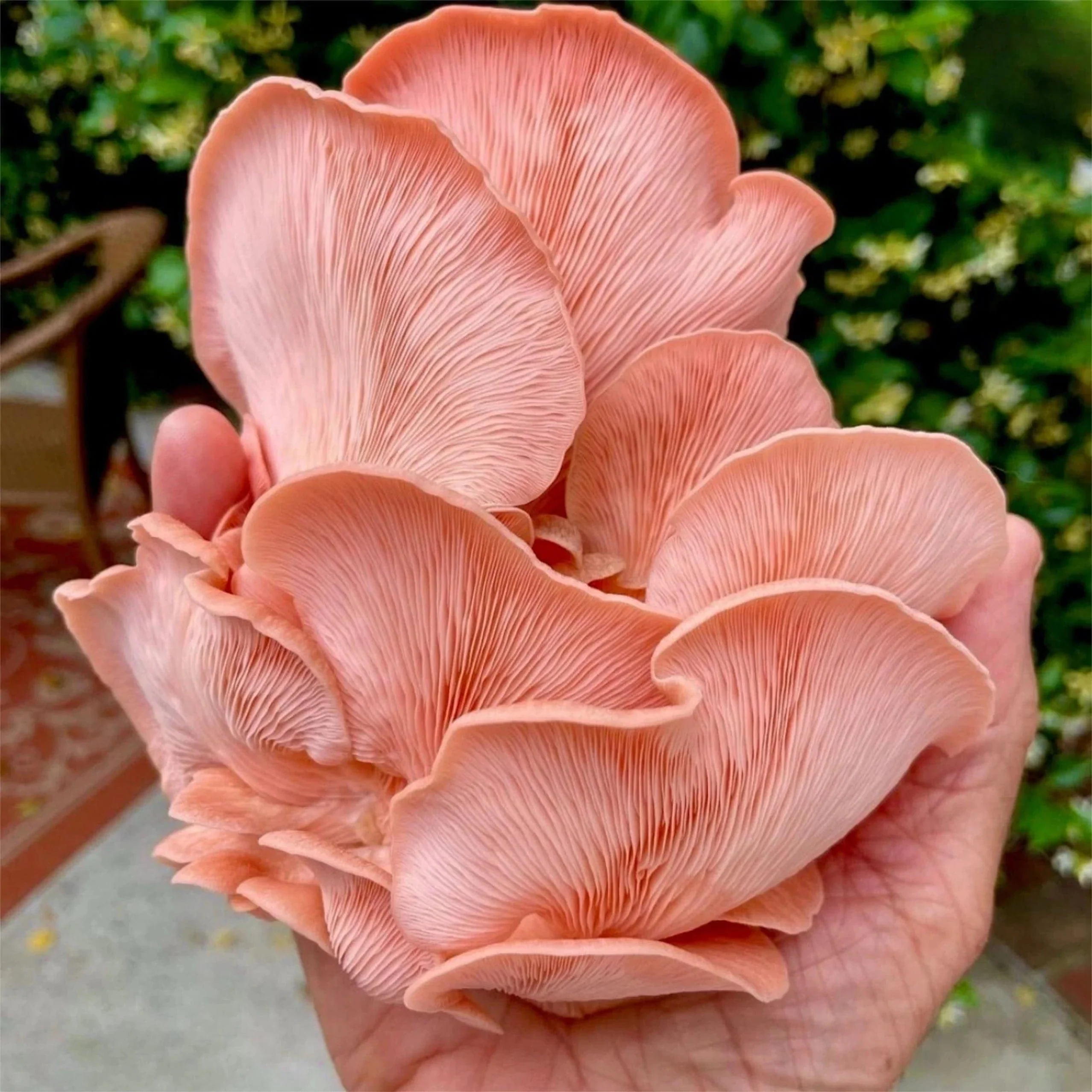 Organic Pink Oyster Mushroom Grow Kit Fruiting Block - Image 2