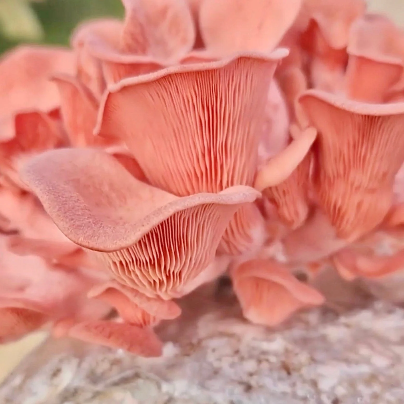 Organic Pink Oyster Mushroom Grow Kit Fruiting Block - Image 3