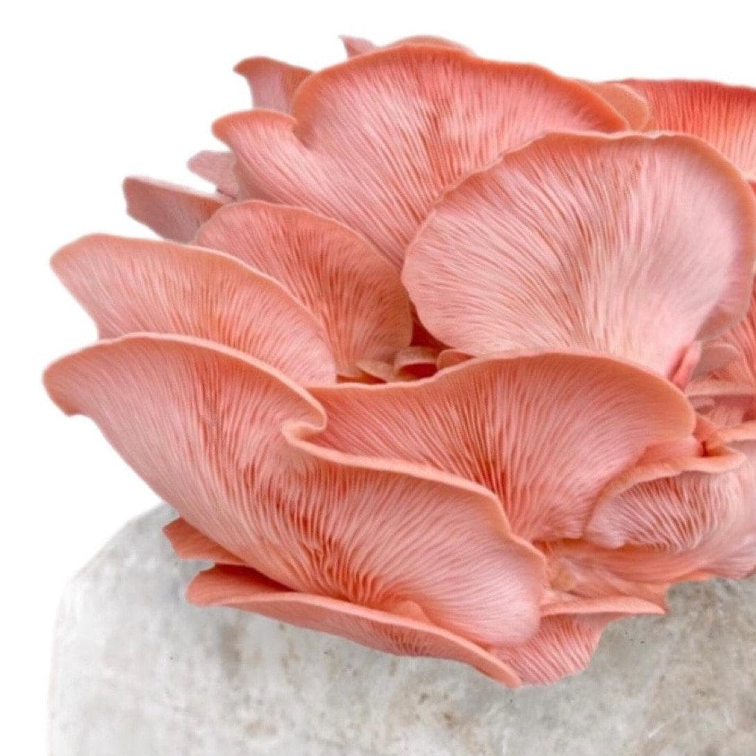 Organic Pink Oyster Mushroom Grow Kit Fruiting Block - Image 4