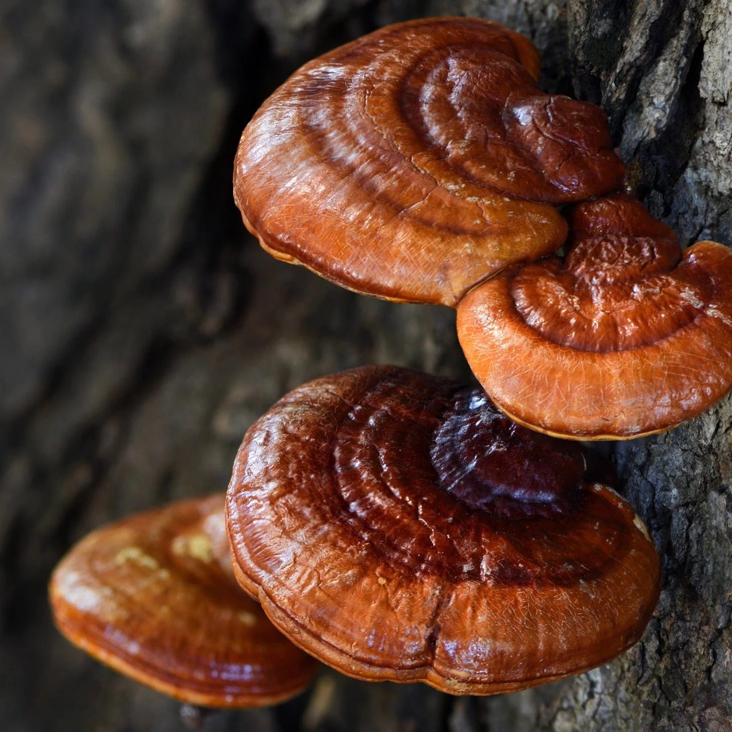 Organic Red Reishi Mushroom Sawdust Spawn - Image 3