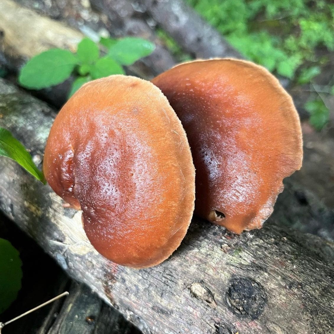 Organic Red Reishi Mushroom Sawdust Spawn - Image 4