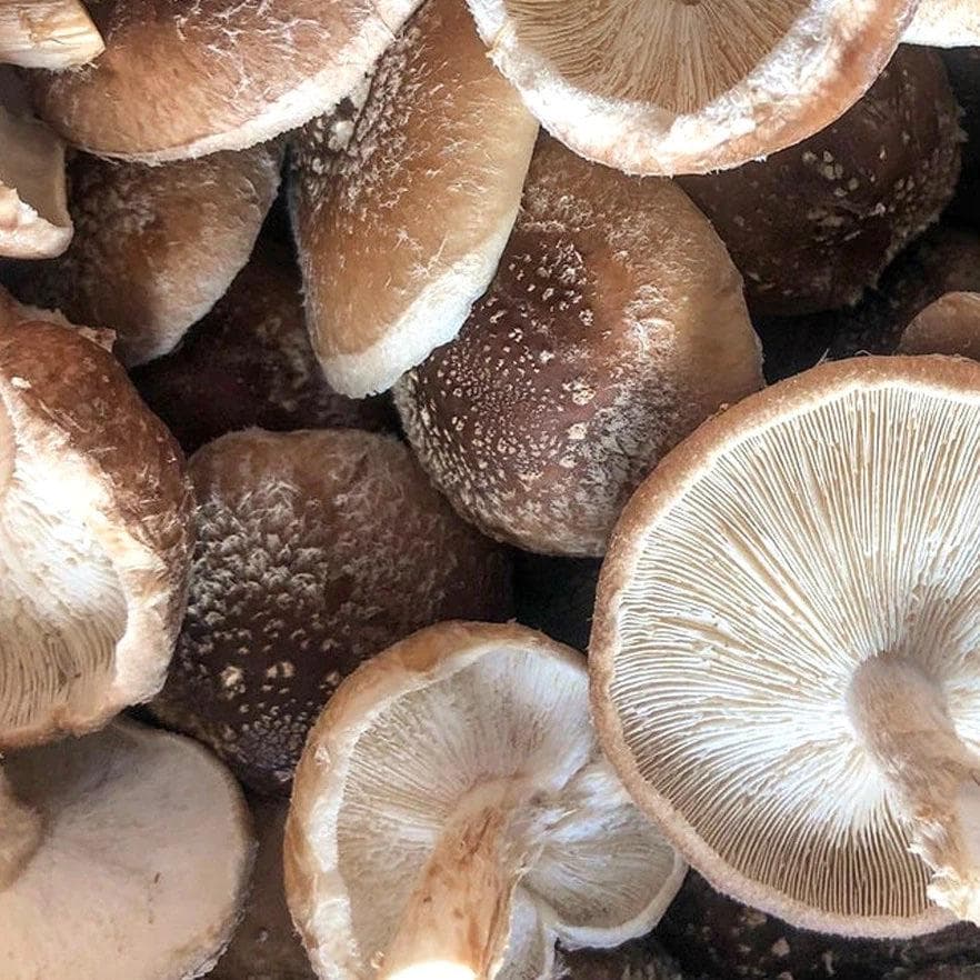 Organic Shiitake Mushroom Grow Kit Fruiting Block - Image 2