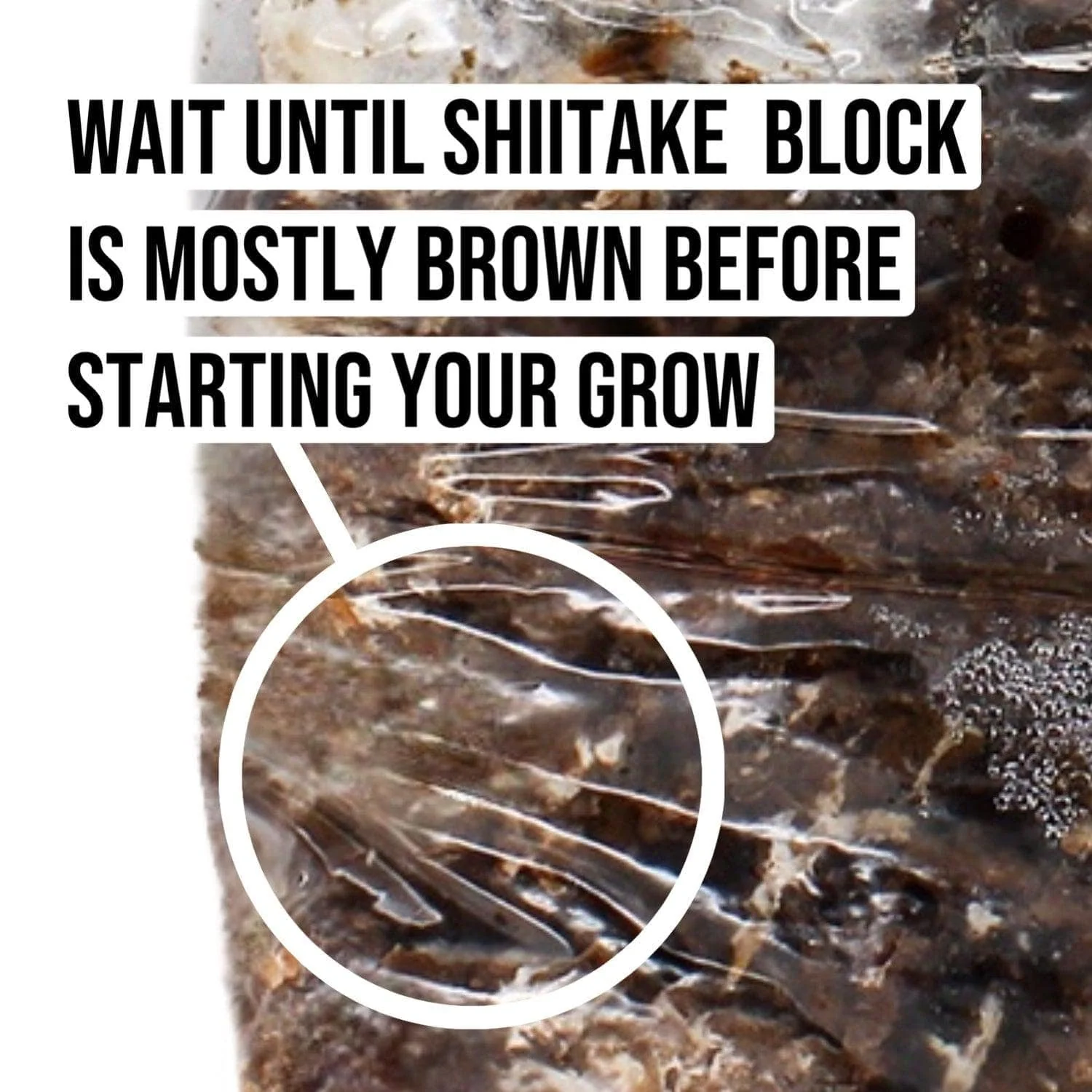 Organic Shiitake Mushroom Grow Kit Fruiting Block - Image 4