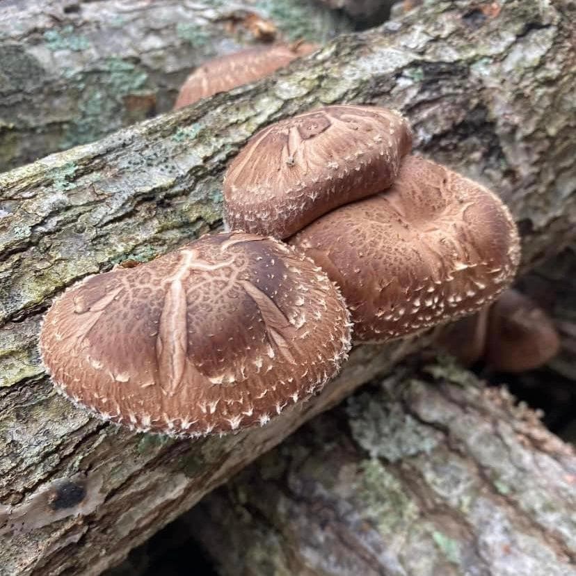 Organic Shiitake Mushroom Outdoor Log Kit - Image 2