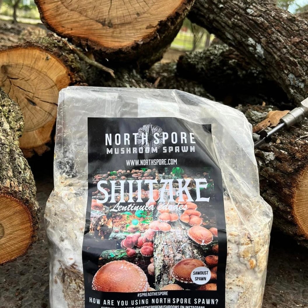 Organic Shiitake Mushroom Sawdust Spawn - Image 3