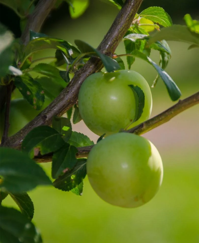 Persian Green European