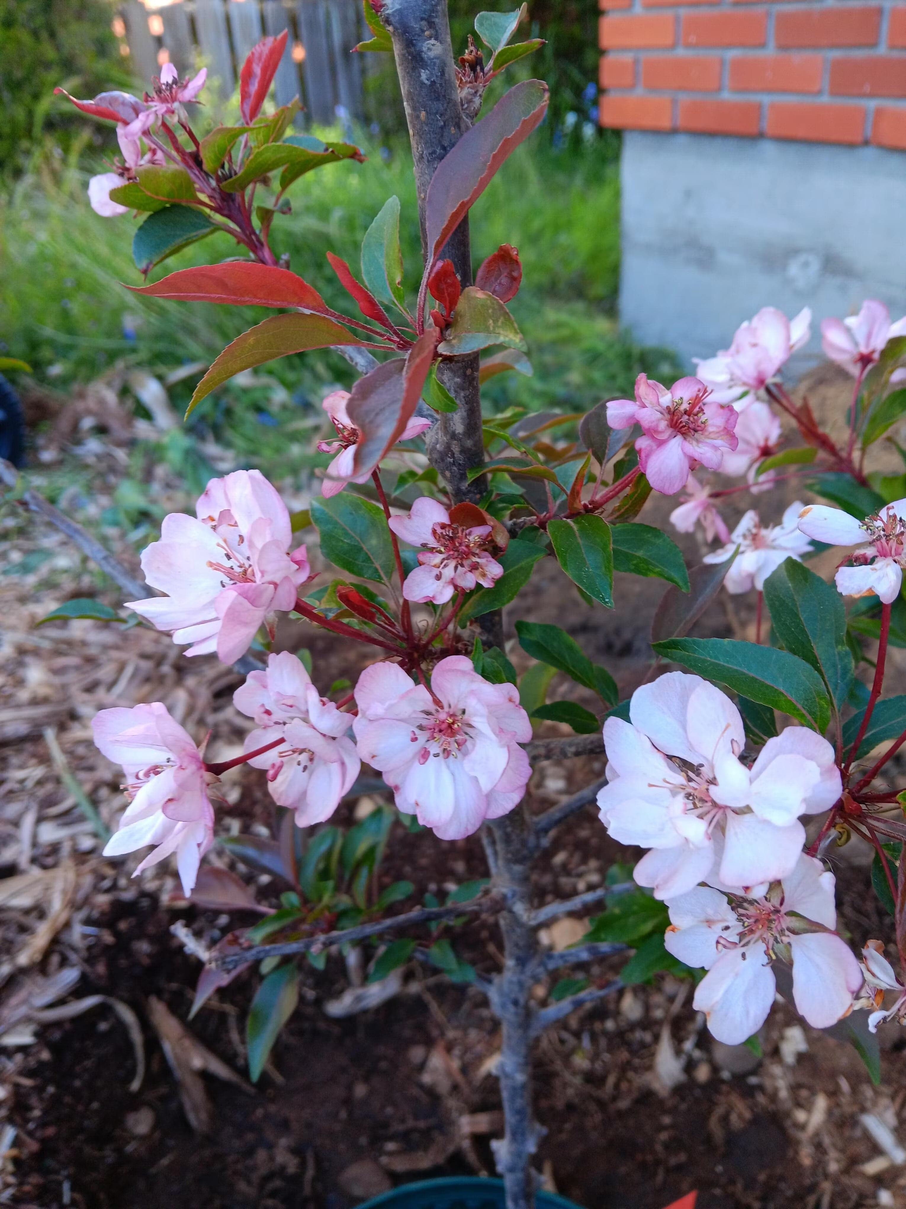 Pink Cloud Crabapple - Image 2