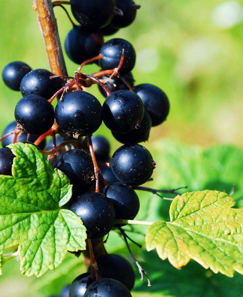 Prince Consort Black Currant