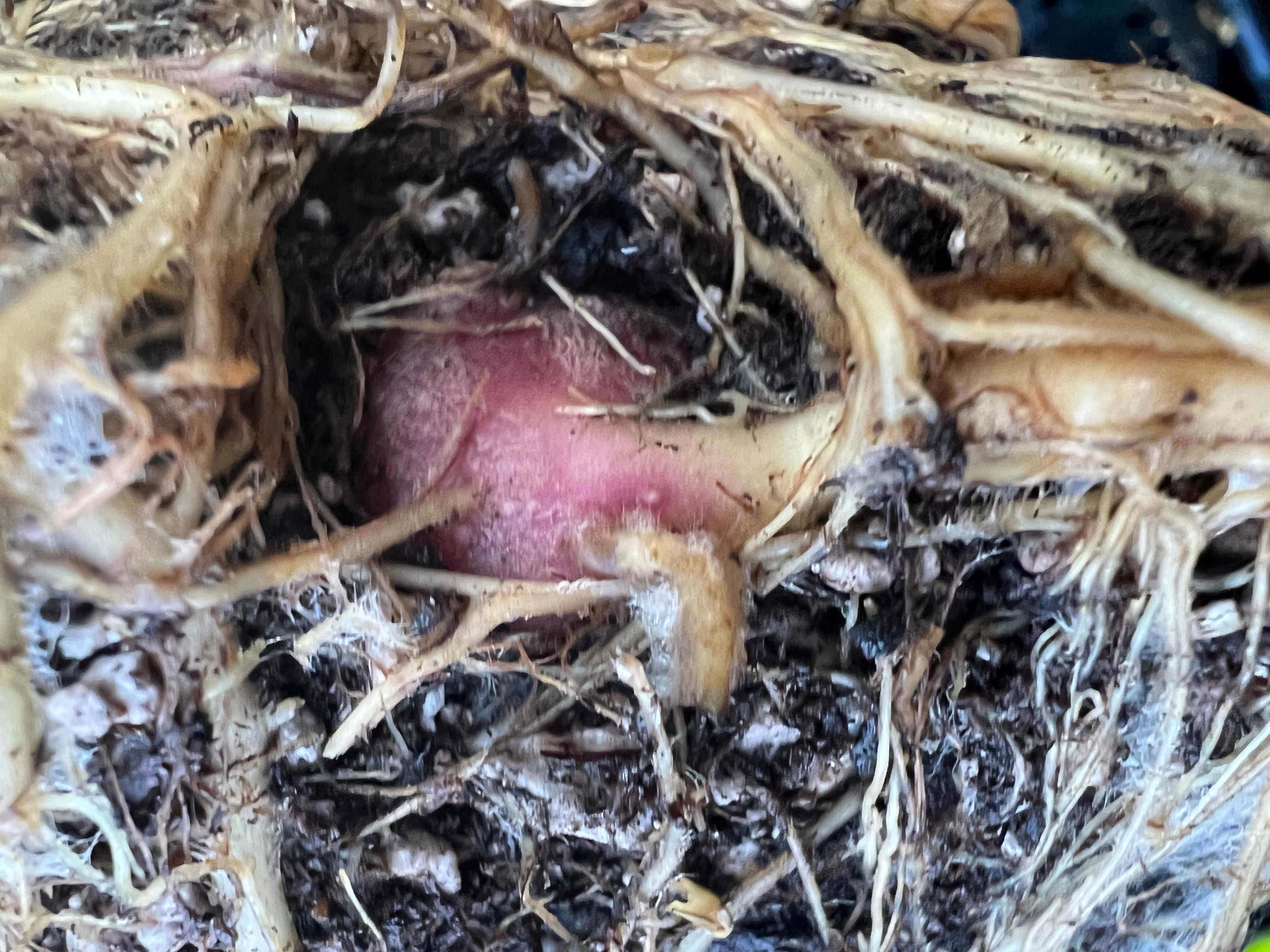 Purple Yacon - Image 2